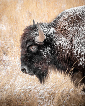 Side portrait of a snow covered bison in a snowy grass field