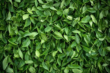 Fresh green broccoli placed on a black stone table