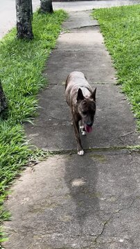 4K vertical video of a peculiar-looking dog walking on a cement sidewalk at UFV in Vi&ccedil;osa. The scene is framed by grass and palm trees, creating a unique and natural outdoor atmosphere.