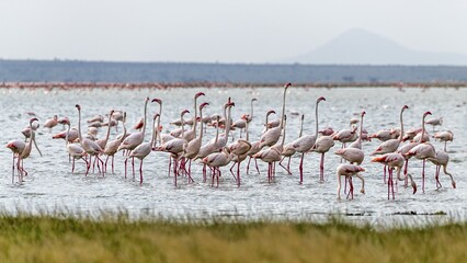 Flamingos (Phoenicopteriformes) standing in shallow water, Amboseli National Park, Kenya, Africa