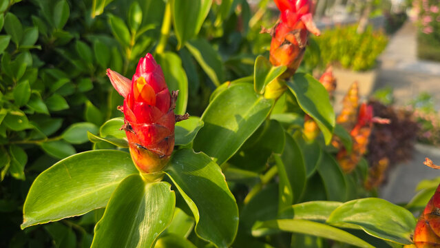 Close-up of red spiral ginger flowers (Costus woodsonii) with lush green leaves in a sunlit garden, showcasing tropical beauty. 