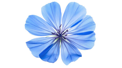 Obraz premium Vibrant blue flower isolated on transparent background. Transparent background