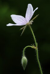 Cranesbill (Geranium asphodeloides)
