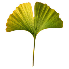 ginko leaf png