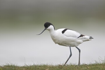 Avocet (Avosetta recurvirostris)