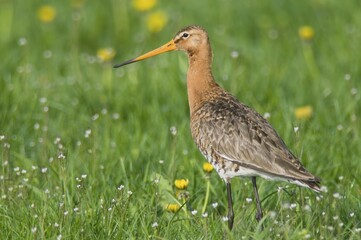 Black-tailed Godwit (Limosa limosa)