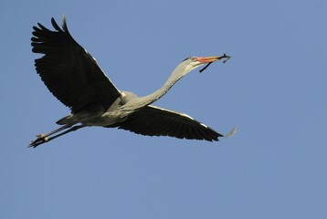 Grey Heron (Ardea cinerea), flying with nesting material