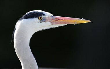 Grey Heron (Ardea cinerea), portrait