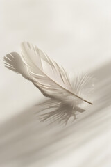Obraz premium Minimalistic Feather - A Glimpse of Fragility and Grace in Everyday Objects