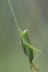 Long-winged conehead (Conocephalus fuscus)