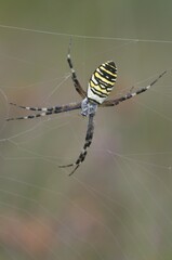 Wasp spider (Argiope bruennichi)