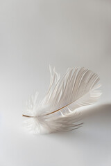 Obraz premium Minimalistic Feather - A Glimpse of Fragility and Grace in Everyday Objects