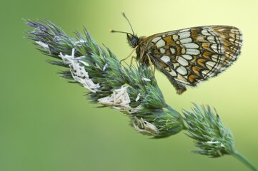 Nickerl's Fritillary (Melitaea aurelia)