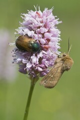 Garden Chafer (Phyllopertha horticola) and a spinner moth on Fleece Flower (Polygonum affine)