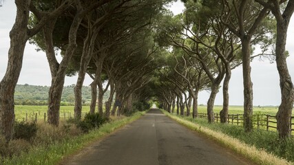 Avenue of pines on a country road, Grosseto province, Tuscany, Italy, Europe
