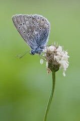 Mazarine Blue (Cyaniris semiargus)