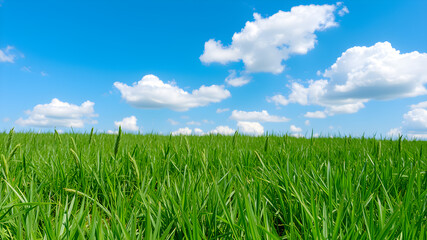 Obraz premium Green grass and blue sky with white clouds