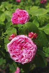 Yolande d'Aragon rose variety, Portland Rose, historic rose variety from 1843 with very fragrant flowers (Rosa x portlandia cultivar Yolande d'Aragon)