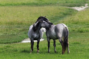 Konik horses (Equus islandicus), mare and stallion, tarpan or wild horse, backbreeding