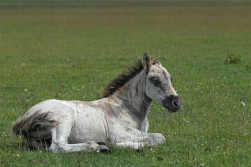 Konik horse (Equus islandicus), foal, tarpan or wild horse, backbreeding © Justus de Cuveland/imageBROKER