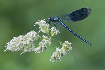 Banded demoiselle (Calopteryx splendens), male