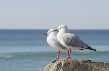 Silver gulls (Larus novaehollandiae), Australia, Oceania