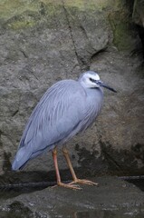White-faced heron (Egretta novaehollandiae), Australia, Oceania