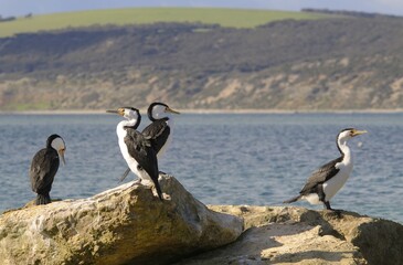 Little pied cormorants (Phalacrocorax melanoleucos), Kangaroo Island, Australia, Oceania