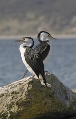 Little pied cormorants (Phalacrocorax melanoleucos), Kangaroo Island, Australia, Oceania