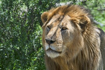 Lion (Panthera leo), Tanzania, Africa