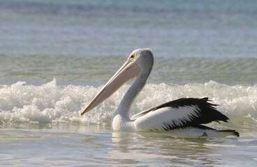 Australian pelican (Pelecanus conspicillatus), Kangaroo Island, Australia, Oceania