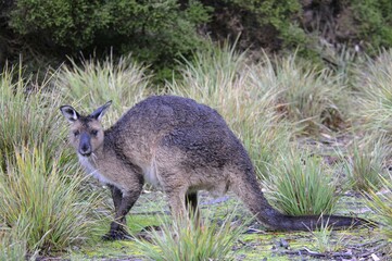 Western Grey Kangaroo (Macropus fuliginosus fuliginosus), Kangaroo Island, Australia, Oceania © Erhard Nerger/imageBROKER