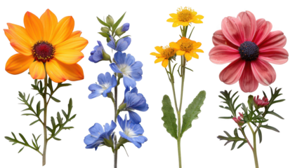 Set of four garden flowers isolated on transparent background