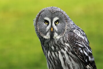 Great Grey Ow (Strix nebulosa)