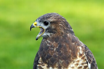 Common Buzzard (Buteo buteo), calling