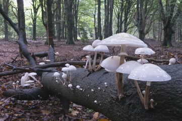 Oudemansiella fungus (Oudemansiella mucida), Tinner Loh, Emsland, Lower Saxony, Germany, Europe