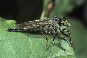 Manx Robber Fly (Machimus sp.)