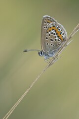 Silver-studded Blue (Plebejus argus)