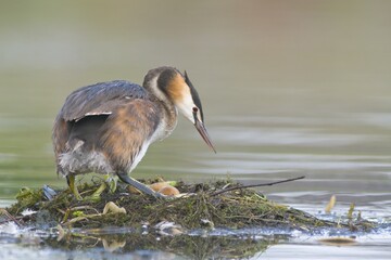 Great Crested Grebe (Podiceps cristatus) on nest
