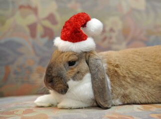 Dwarf lop bunny or rabbit (Oryctolagus cuniculus), wearing a Santa hat