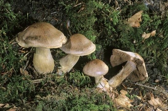 Cortinar (Cortinarius sp.)