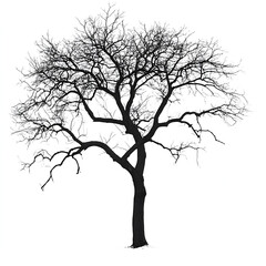 Fototapeta premium Black Tree Isolated On A White Background