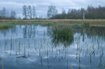 Bog pool, Bargerveen International Nature Park, Netherlands, Europe