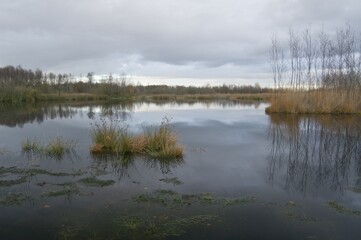 Bog pool, Bargerveen International Nature Park, Netherlands, Europe