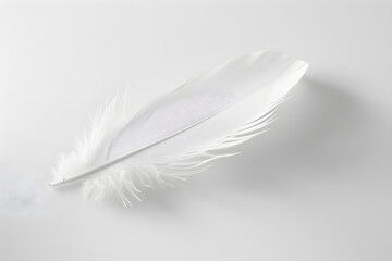 Obraz premium Minimalistic Feather - A Glimpse of Fragility and Grace in Everyday Objects