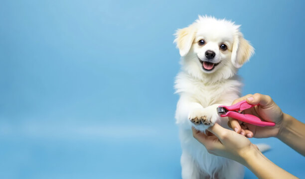 A woman's hands trim a fluffy white dog's nails with a nail clipper. Pet care and grooming. Claw trimming