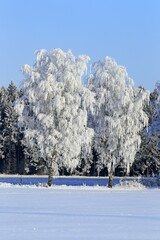Frost-covered birch trees in a snow-covered landscape in winter, Schleswig-Holstein, Germany, Europe