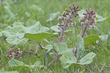 Common Butterbur, Bog Rhubarb, Devil's Hat or Pestilence Wort (Petasites officinalis)