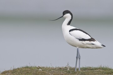 Pied Avocet (Recurvirostra avosetta), Island of Texel, Holland, The Netherlands, Europe
