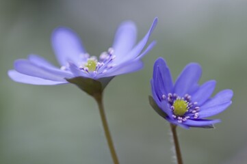 Fototapeta premium Hepatica or Liverwort (Hepatica transsilvanica)